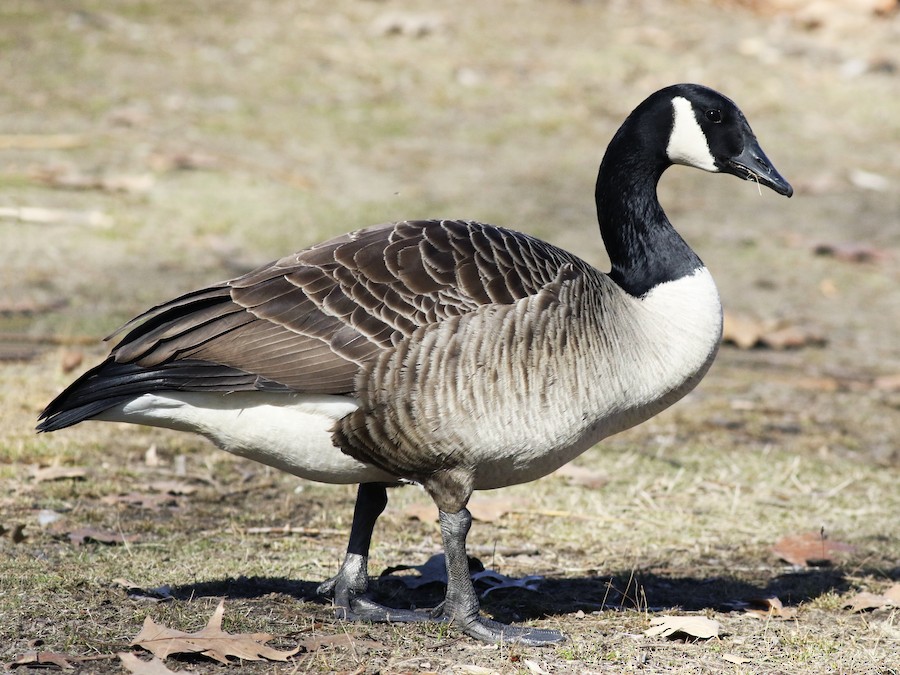 Canada goose walking on dry grass