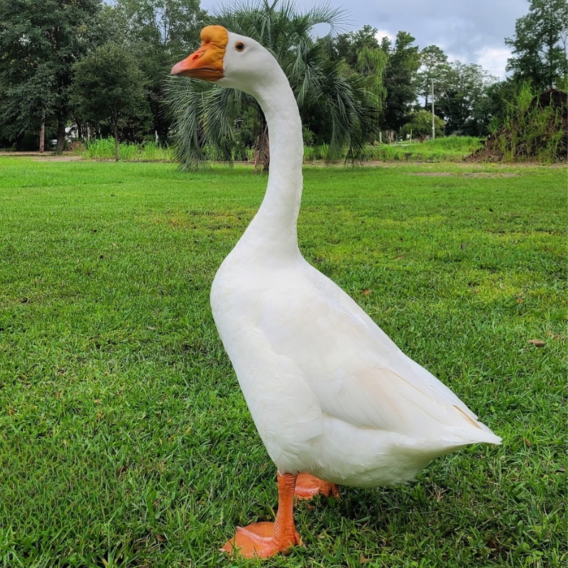 White Chinese goose with a knobbed orange bill