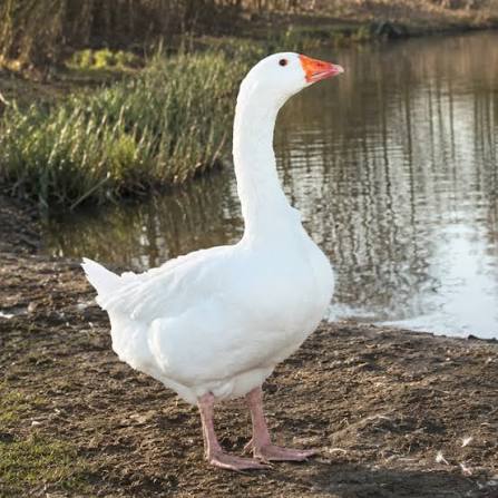 White Embden goose beside a pond