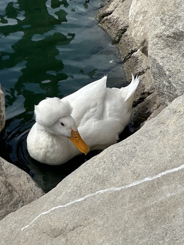 Tufted Pekin duck resting on rocks by the water