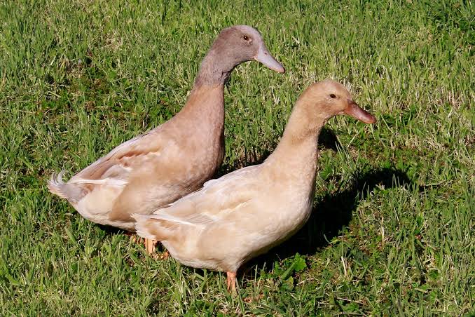 Buff Indian Runner ducks standing upright