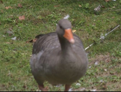 Grey Toulouse goose
